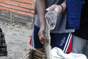 Ular sanca sepanjang 5 meter ditemukan warga pasca banjir di Cibingbin